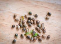 Marijuana Seeds, Know the Uses for Healthy Modern lifestyle