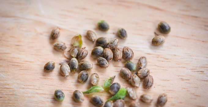 Marijuana Seeds, Know the Uses for Healthy Modern lifestyle