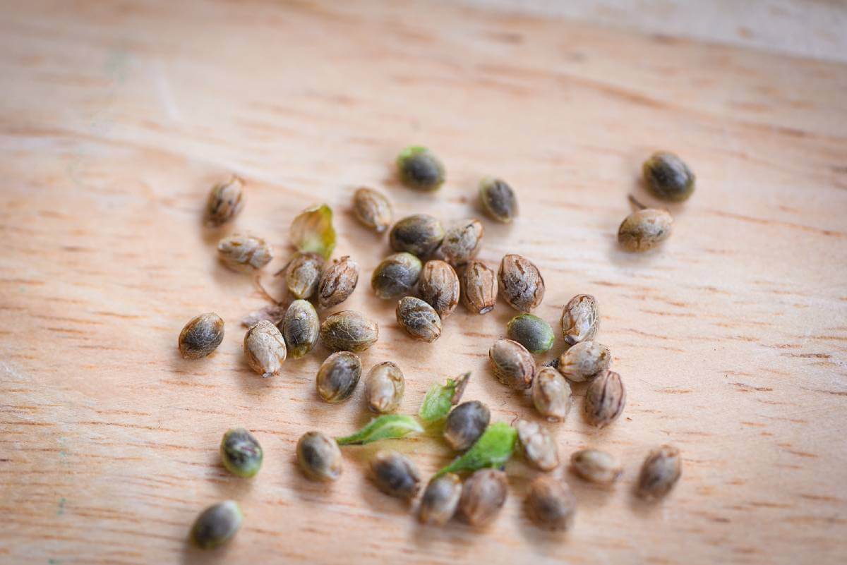 Marijuana Seeds, Know the Uses for Healthy Modern lifestyle